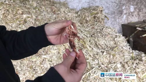 红糖安全风波 义乌知名红糖厂被查出多项问题，如何科学看待？